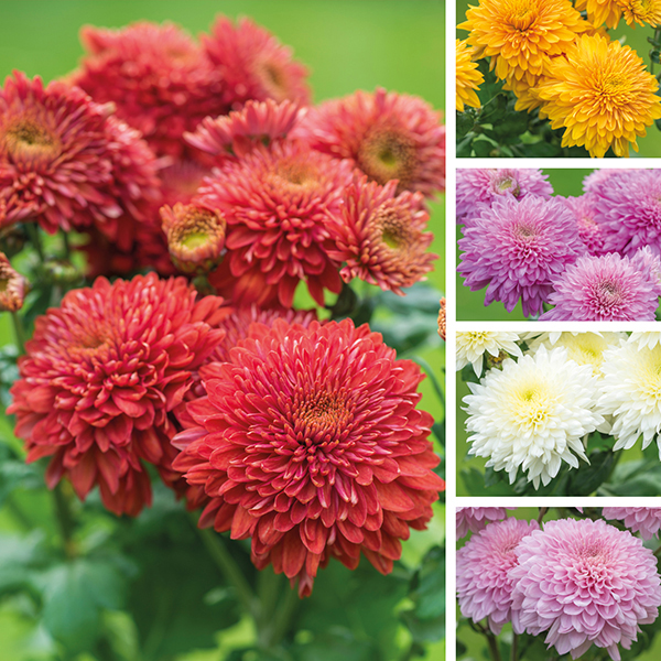 Chrysanthemum is a popular insect-repelling plant and can repel ants, Japanese beetles, fleas, spider mites etc from your garden.