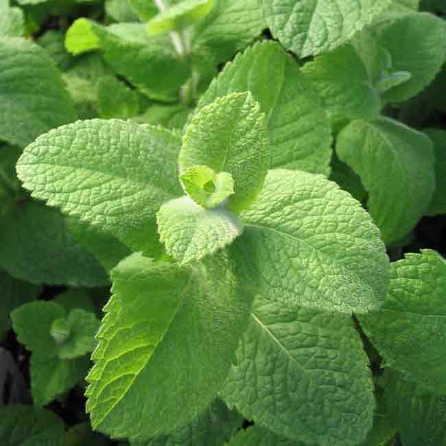 Growing Mint Plant: Egyptian mint, Mentha niliaca
