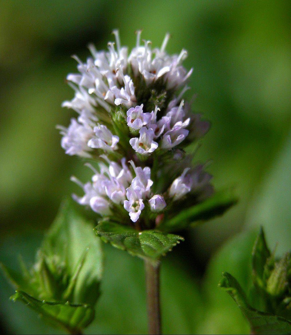 Growing Mint Plant: White peppermint, Mentha piperita officinalis