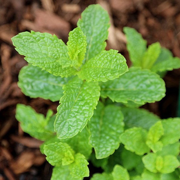 Growing Mint Plant: Moroccan Mint, Mentha spicata var. crispa