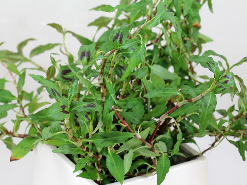 Growing Mint Plant: Vietnamese mint, Persicaria odorata