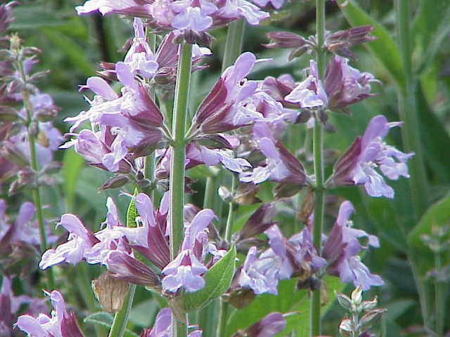 Perennial Herbs: 9 Herbs That Grow In The Heat - SAGE, SALVIA OFFICINALIS