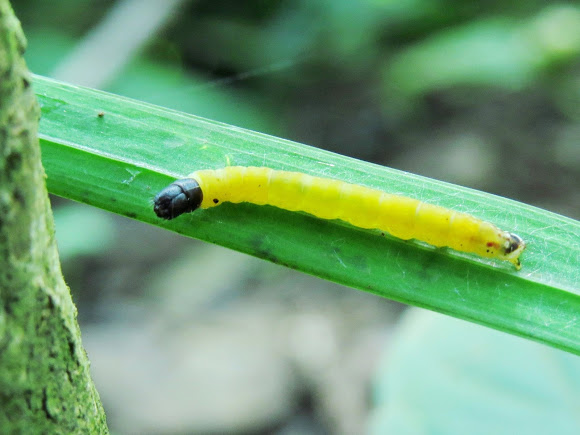 10 Worst Garden Pests: Tortrix Moth Caterpillar