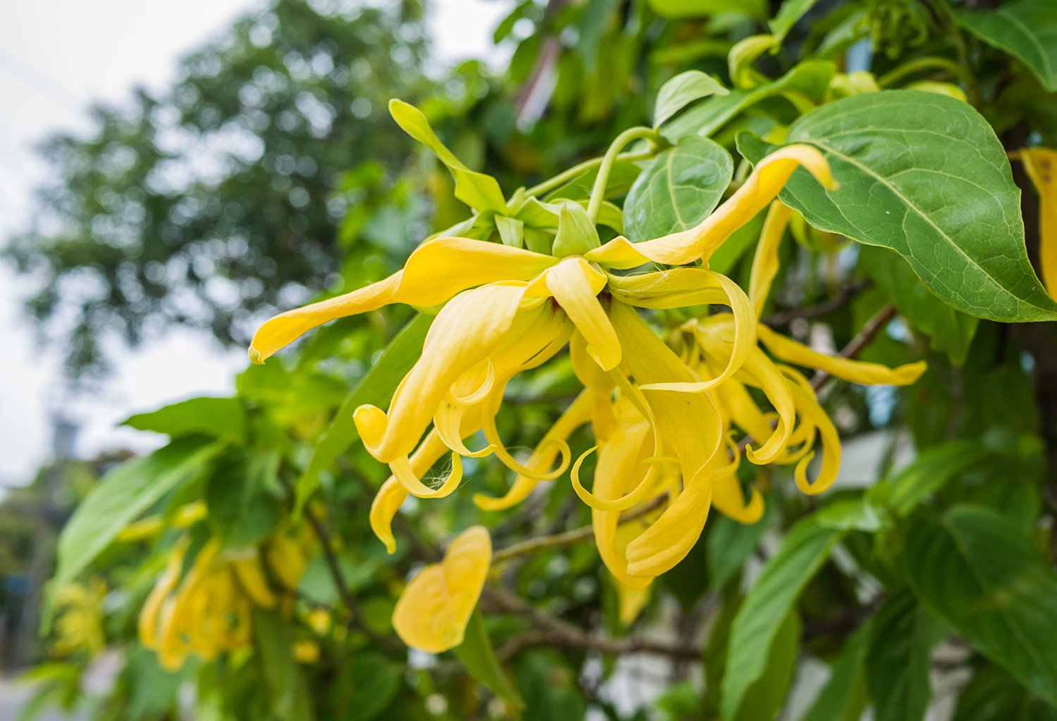 Ylang-ylang flower on the twig