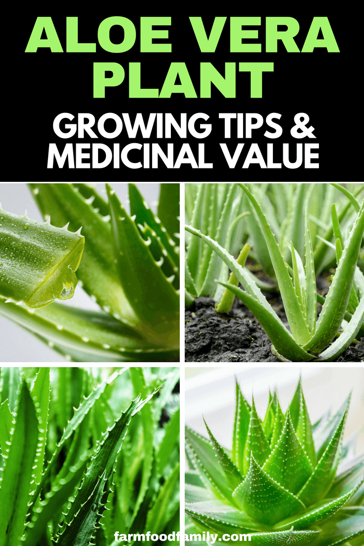 Aloe Vera Plant: Growing Tips, Benefits & Medicinal Value #aloevera #gardeningtips #farmfoodfamily