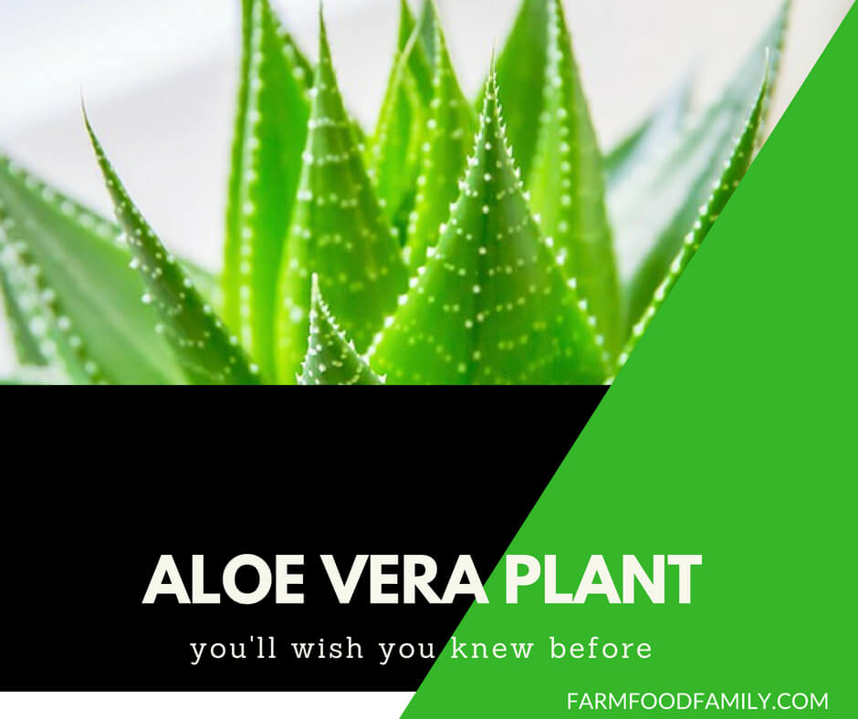 Aloe Vera Plant: Growing Tips, Benefits & Medicinal Value