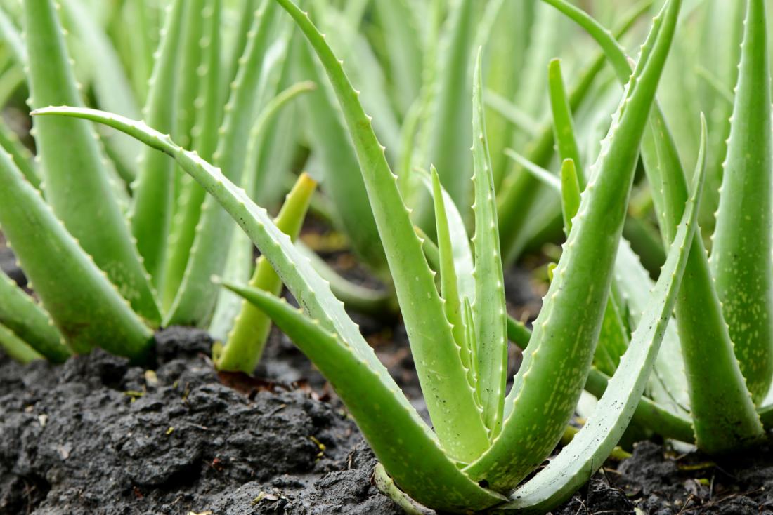 Aloe Vera Plants Label