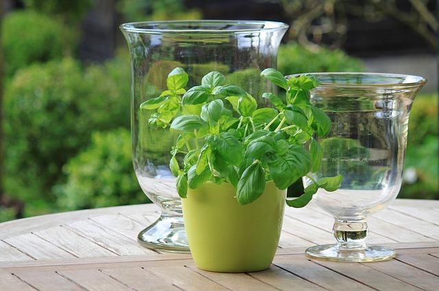 Basil has innumerable qualities. It is a delicious herb and keeps spiders and houseflies out of your way. 