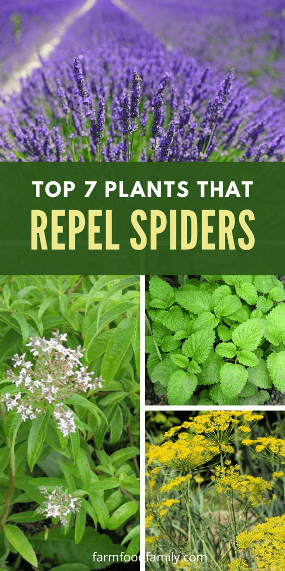 best plants repel spiders 4