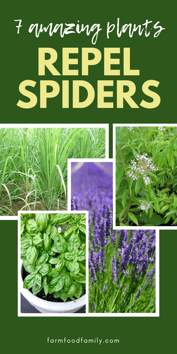 best plants repel spiders 5