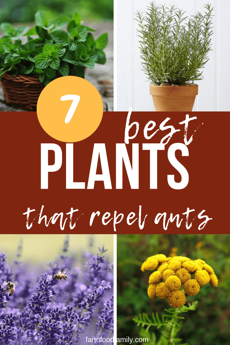 best plants to repel ants