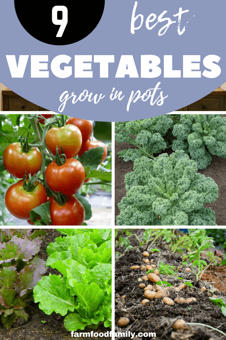 Growing vegetables is an option that every homeowner should definitely consider. It’s an efficient way to ensure a bountiful harvest. We hope that our list helped you pick a crop to grow. #vegetablegarden #gardening #farmfoodfamily