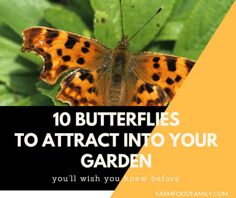 10 Butterflies To Attract Into Your Garden