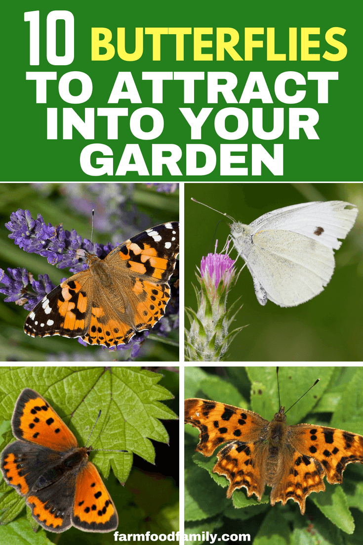 Town or country, summer is a busy time in any plot; and in addition to the numerous colorful blooms we all love, it is the season of what I call ‘flying flowers’ – bees, butterflies, moths, hoverflies and dragonflies. #gardeningideas #farmfoodfamily
