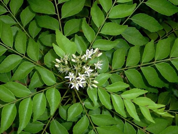Perennial Herbs: 9 Herbs That Grow In The Heat - CURRY LEAF TREE, BERGERA KOENIGII (SYN. MURRAYA KOENIGII)