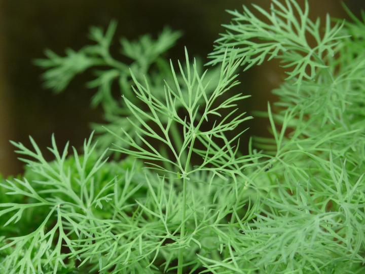 Dill is an extremely well-known herb from the celery family and has many uses in the culinary sector.