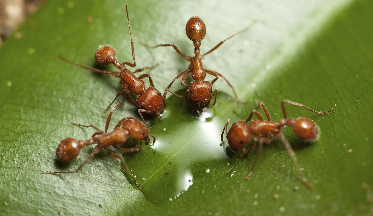 10 Worst Garden Pests: Ants