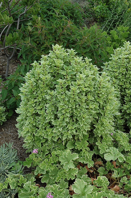 Perennial Herbs: 9 Herbs That Grow In The Heat (CHILLI, CAPSICUM ANNUUM)