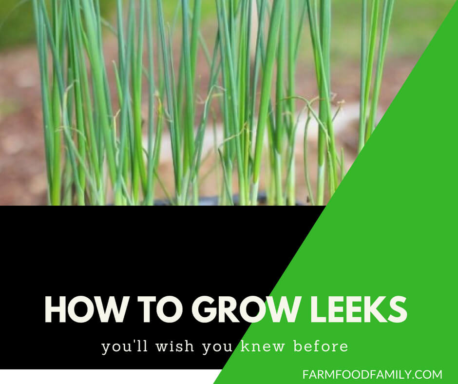 How to grow leeks from seeds