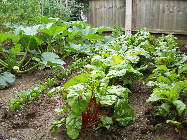 How to plant beetroot