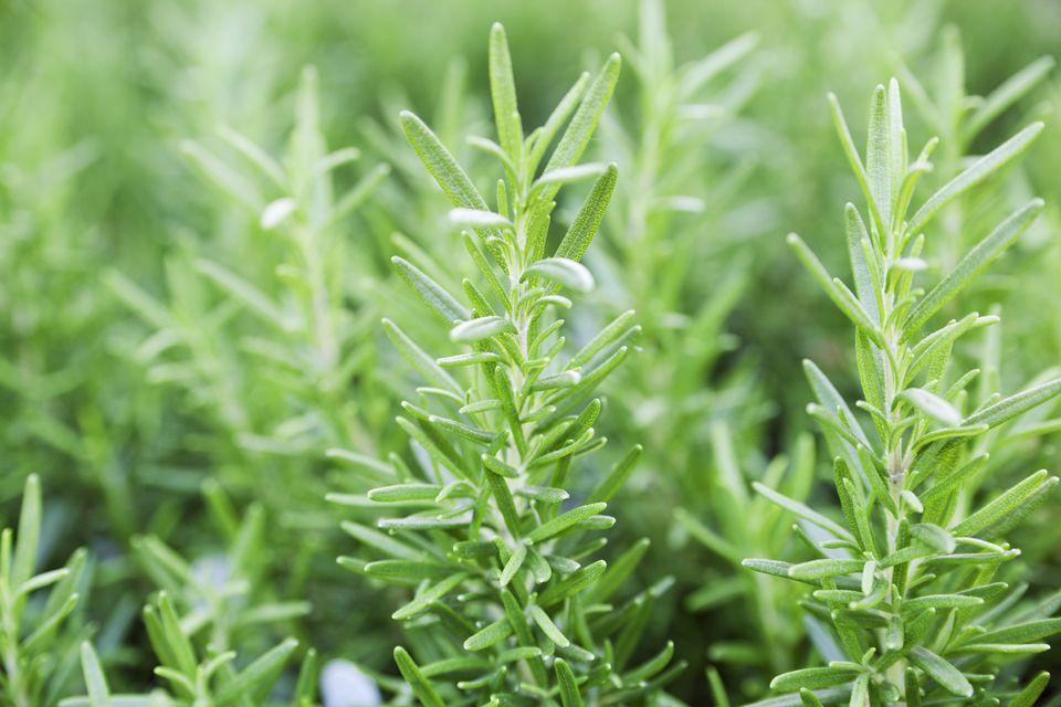Rosemary Plant Care: If you have a large rosemary bush with plenty of hard woody stems that need  cutting back, don’t throw away the prunings.