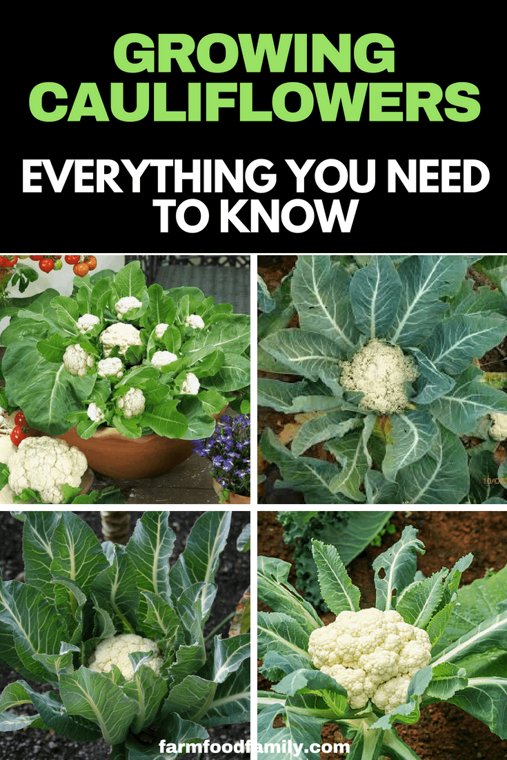 Check out the ultimate guide to how to grow cauliflower #cauliflower #vegetable #gardeningtips #farmfoodfamily