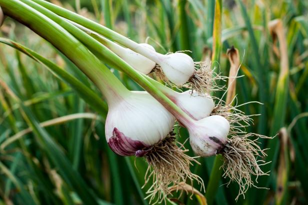 Nothing can be scarier for ants other than garlic. It is one of the popular natural pest controllers used by every gardener.