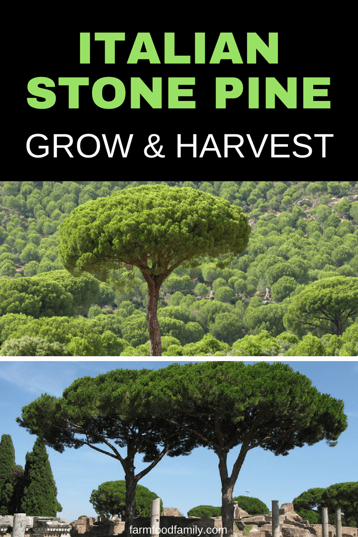 How To Grow and Harvest Italian Stone Pine - Everything you need to know #stonepine #gardeningtips #farmfoodfamily