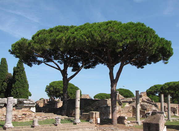 Growing Italian Stone Pine