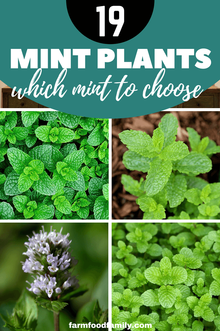 These are some of the more popular and commonly found mints — by no means an exhaustive list. #mint #gardeningtips #farmfoodfamily