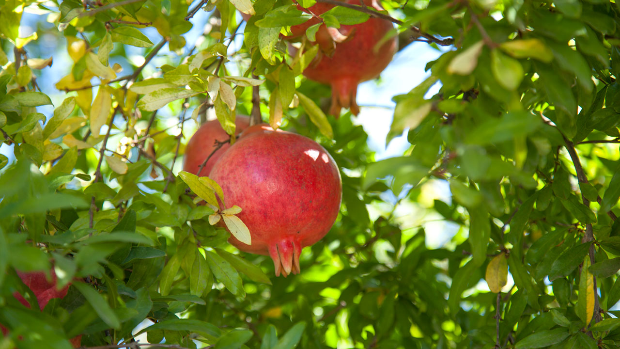 How to grow Pomegranate plant