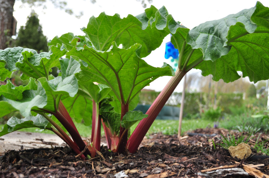 What is Rhubarb? and How to grow it
