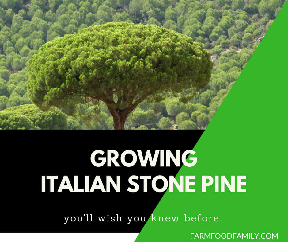 How to grow Italian Stone Pine