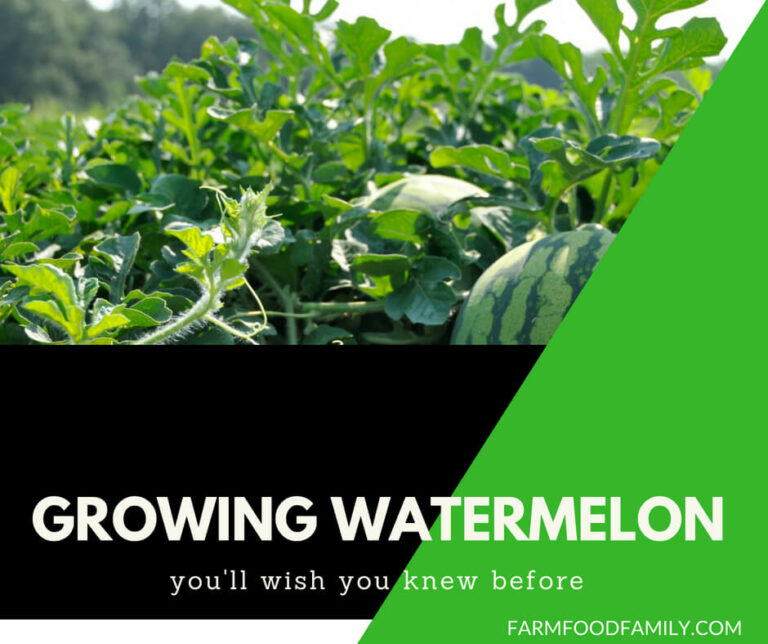 Growing watermelon: Everything you need to know