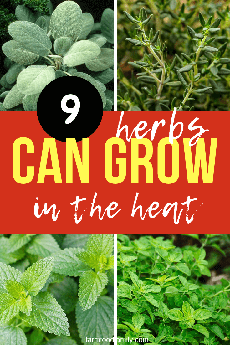 herbs grow in heat 1