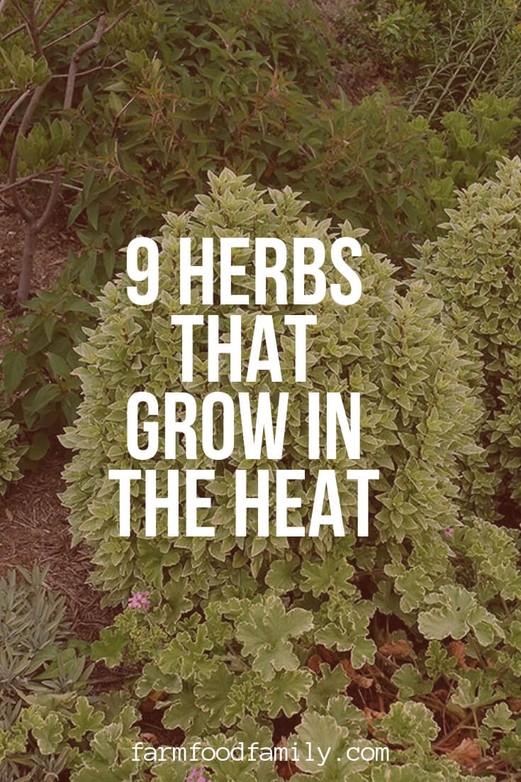 herbs love the sun