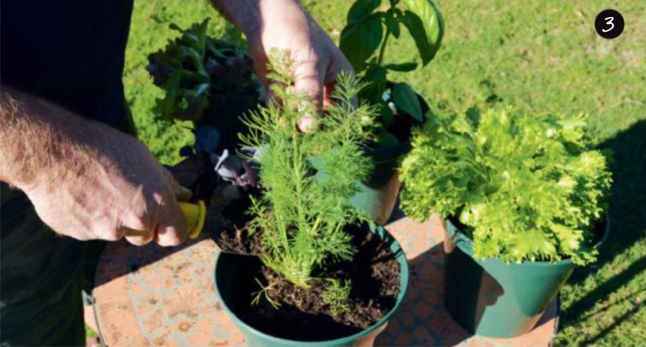 How to build vertical garden Step 3: Plant using lightweight, free-draining potting mix