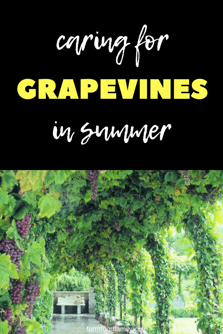Keep vines under control to get more grapes #gardeningtips #garden #farmfoodfamily