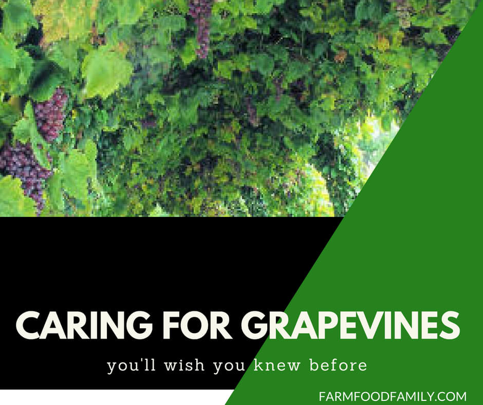 How To Care For Grapes In Summer