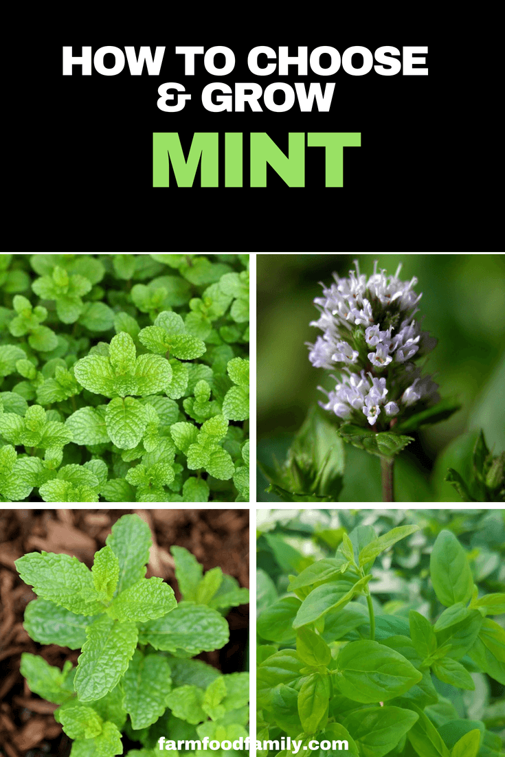 Mint and mankind have long been known to each other. There are many biblical references to mint as well as mentions of it throughout the history of the ancient Romans, Greeks, Egyptians and Chinese.