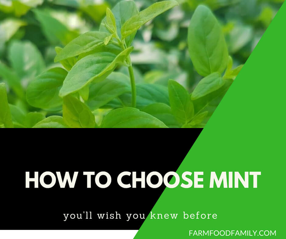 Growing Mint Plant