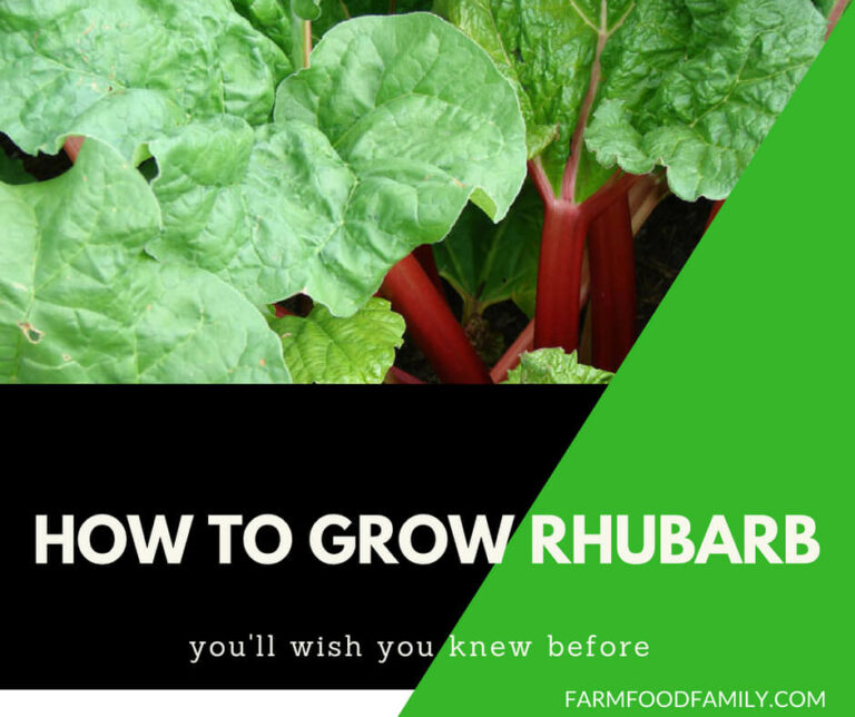 How to grow and harvest Rhubarb