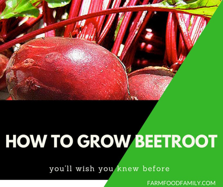 How to grow beetroot