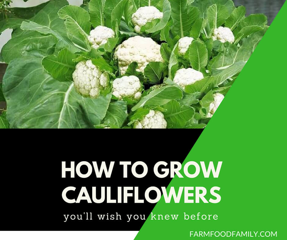 How to grow cauliflowers