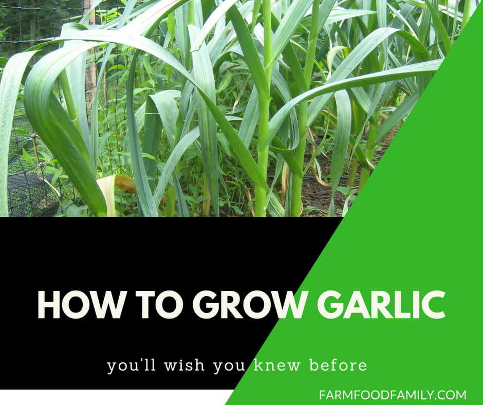How to grow and harvest garlic