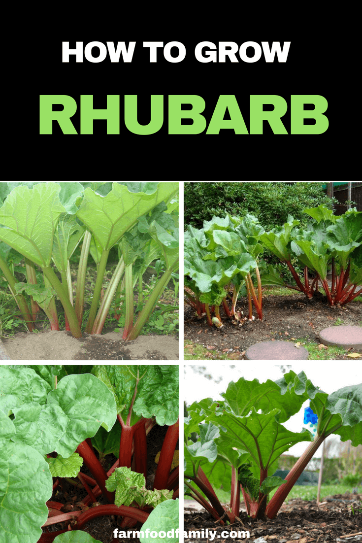 How to grow and harvest Rhubarb. Rhubarb stalks are at their best in spring and summer, but in very hot climates may grow better in the cooler, drier months. #vegetablegarden #growingrhubarb #gardeningtips #farmfoodfamily