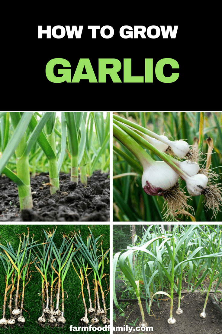 Growing organic garlic in your own garden, however, makes it readily available and guaranteed free of unwanted chemicals. #vegetablegarden #growinggarlic #gardeningtips #farmfoodfamily