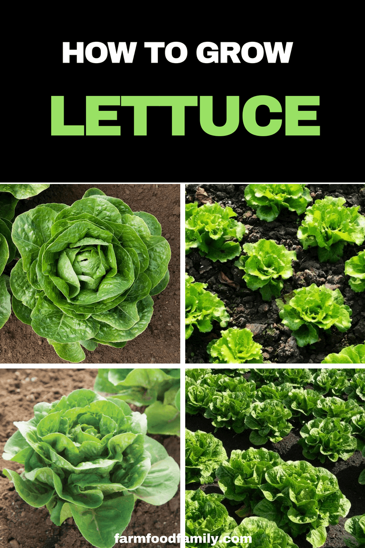 Lettuces can be grown from seed or seedlings and planted and harvested year-round in many areas. #vegetablegarden #growinglettuce #gardeningtips #farmfoodfamily