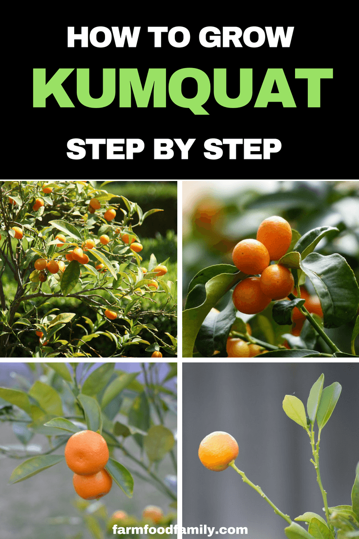 How to grow Kumquat