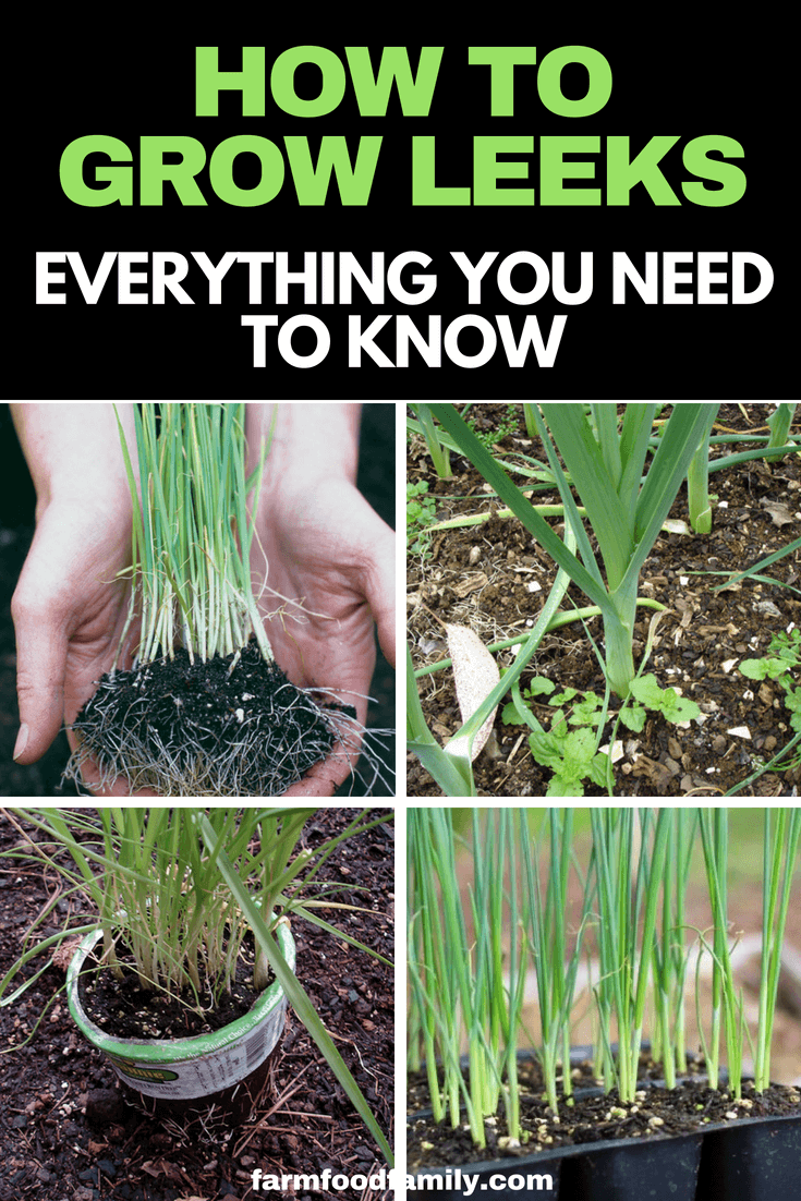 Check out how to grow and care for leeks in your garden #growingleeks #leeks #gardeningtips #farmfoodfamily